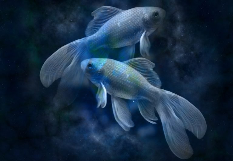 Vissen 19 februari – 20 maart